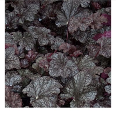 6 x  Heuchera 'Plum Pudding - PURPERKLOKJE - pot 9 x 9 cm