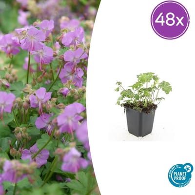 Trendyplants - Geranium cantabrigiense 'Cambridge' - 48 stuks - Ooievaarsbek - Winterhard - Hoogte 10-30 cm - Potmaat Ø9cm