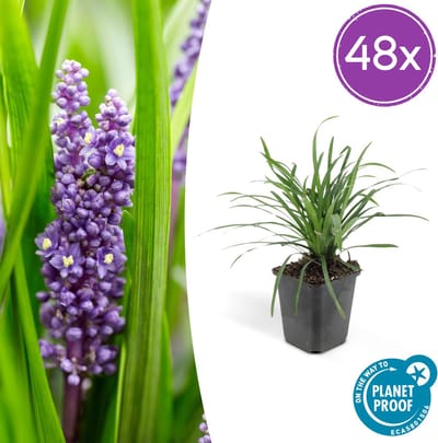 Tuinplantenshop.com | Liriope muscari 'Big Blue' | 48 stuks - Ø9cm - 10-25cm hoog - Tuinplant