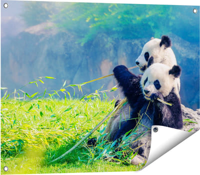 Gards Tuinposter Twee Panda's Eten Bamboe Riet - 80x60 cm - Tuindoek - Tuindecoratie - Wanddecoratie buiten - Tuinschilderij