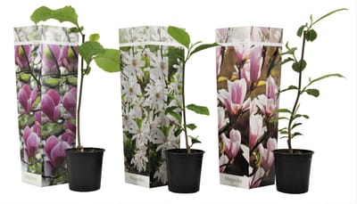Plant in a Box - Mix van 3 Magnolia - Magnolia susan, soulangeana, stellata - Prachtig gevormde bloemen - Pot 9cm - Hoogte 25-40cm