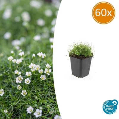 Tuinplantenshop.com | Sagina subulata | 60 stuks - Ø9cm - 10-25cm hoog - Tuinplant
