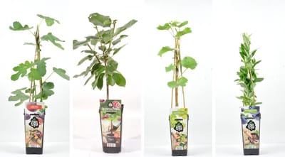 Bijzondere Diversen fruitplanten mix - set van 1 Kers, 1 Witte druif, 1 Vijg en een Blauwe Bosbes - hoogte 60 / 70 cm