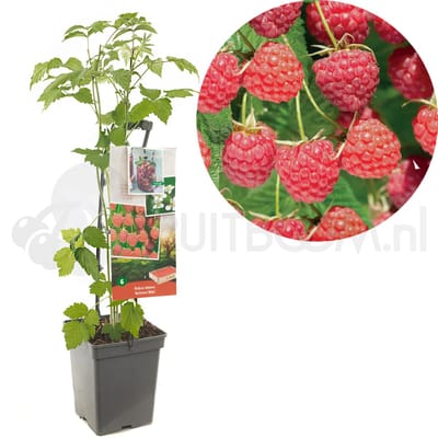 Framboos Rubus Autumn Bliss - Herfstframboos 18cm