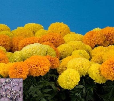 Goudsbloem Zaden - Tagetes Erecta - Bloementuin Aanleggen - Makkelijk Te Kweken - 300 Stuks - Oranje