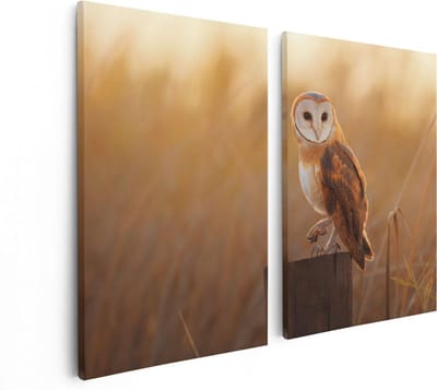 Artaza Canvas Schilderij Tweeluik Kerkuil Op Een Boomstronk - 80x60 - Foto Op Canvas - Canvas Print