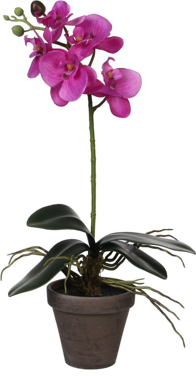 Mica Decorations Kunstplant - Phalaenopsis orchidee - paars - 48 cm - Kunstplanten/nepplanten met bloemen