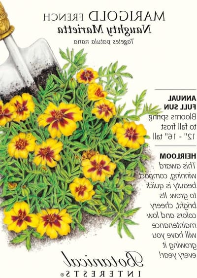 Spregiudicatezza Semi Marietta Francese Goudsbloem - 100 mg - botanico Interessi