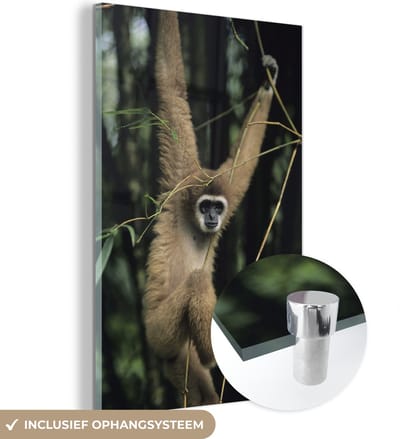 ® Glasschilderij 120x180 cm - Schilderij acrylglas - Aap hangt in de bomen van het Nationaal Park Lar in Iran - Foto op glas - Muurdecoratie woonkamer - Wanddecoratie slaapkamer - Schilderijen