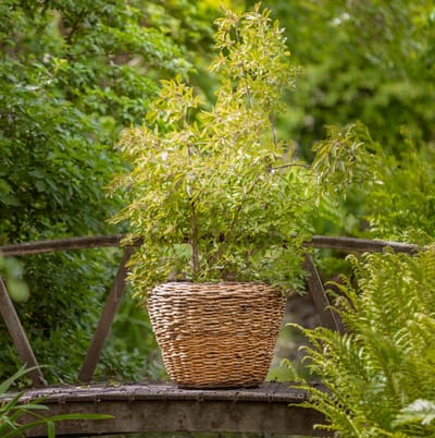 Rieten Plantenbak - Bruin - Ø65×50cm - Drypot Bloemenmand Abaca Met Gat - Het Mandenhuys