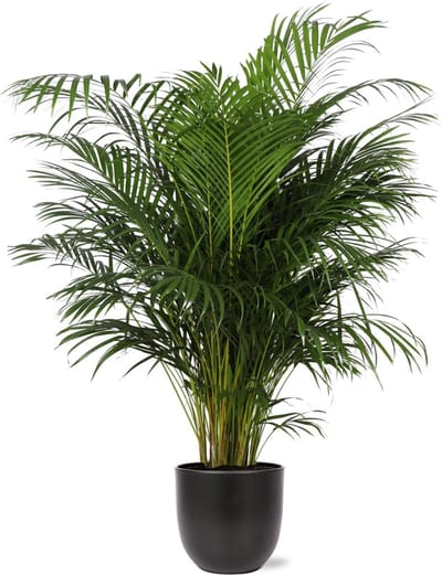 Dypsis Lutescens (Areca Palm) Ø27cm 160cm in Boule ANTRACIET pot