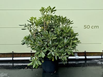 Australische Laurier - Pittosporum Tobiara - Winterhard - Pot ⌀ 18cm - Hoogte  40-50cm