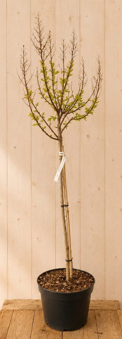 Lagerstroemia Indica Indische Sering 'Berry Dazzle' 150 cm Warentui...