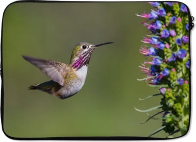 Laptophoes 14 inch - Kolibrie - Plant - Vogel - Laptop sleeve - Binnenmaat 33x23 cm - Zwarte achterkant