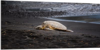 Dibond - Schildpad liggend op het Strand - 200x100 cm Foto op Aluminium (Wanddecoratie van metaal)