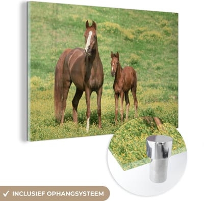 MuchoWow® Glasschilderij 30x20 cm - Schilderij acrylglas - Paarden - Gras - Bruin - Foto op glas - Schilderijen