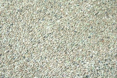 Wielink Platzaad/Witzaad 20 kg