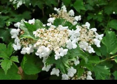 Viburnum carlcephalum - Sneeuwbal 60- 80 cm in pot
