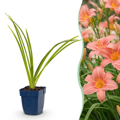 Green boutiQ - Vasteplant - Hemerocallis Pink Damask - Daglelie - Bijen en Vlinderlokkers - Roze - 24 Planten - Pot 11cm - Hoogte 15-25cm
