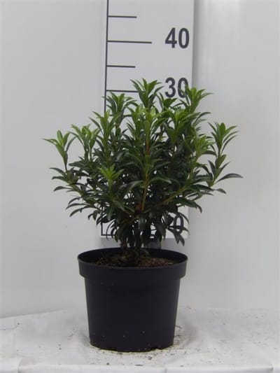 Arbustes de haie - Un ensemble 1 - Kalmia latifolia 'Tiddlywinks' - (3L) 25-30 cm