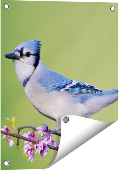 Gards Tuinposter Blauwe Gaai Vogel op een Tak - Kleur - 40x50 cm - Tuindoek - Tuindecoratie - Wanddecoratie buiten - Tuinschilderij