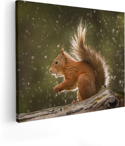 Artaza Canvas Schilderij Rode Eekhoorn - 50x40 cm - Wanddecoratie Boom - Muurdecoratie Dieren - Kamer Accessoires
