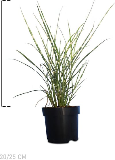 Plants Online - Tuinplanten - Siergrassen - Tijgergras - Prachtriet - Pot 20-25 cm - set van 10 - Groeit opgaand - Weinig onderhoud - Zeer winterhard