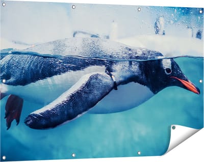 Gards Tuinposter Pingu�n Zwemt in het Water - 120x80 cm - Tuindoek - Tuindecoratie - Wanddecoratie buiten - Tuinschilderij