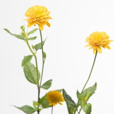 10x Heliopsis asahi 60cm
