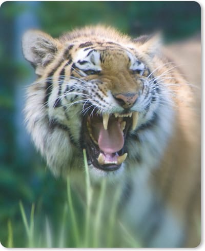 Muismat Tijger - Woeste tijger muismat rubber - 19x23 cm - Muismat met foto
