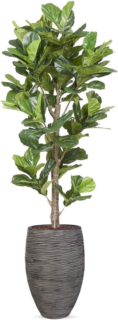 Kunstplant Ficus Lyrata in vaas elegant Rib antraciet H240 cm