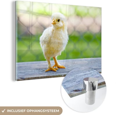 ® Glasschilderij 180x120 cm - Schilderij acrylglas - Kleine geel kuikentje voor een hek - Foto op glas - Muurdecoratie woonkamer - Wanddecoratie slaapkamer - Schilderijen