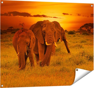 Gards Tuinposter Olifanten in het Wild - Zonsondergang - 100x80 cm - Tuindoek - Tuindecoratie - Wanddecoratie buiten - Tuinschilderij