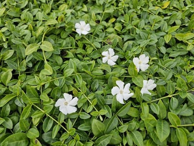 Bodembedekker Planten - Wintergroene Vulling - Tuin Aankleden - Bloeiend en Groen - 48 Stuks - Wit