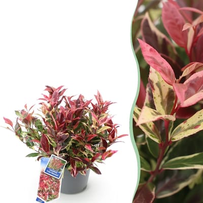 Green boutiQ - Tuinplant - Leucothoe Colour Diamond - Bont - 1 Plant - Groenblijvend - Weinig Onderhoud - Pot 17cm Hoogte 35 - 45cm