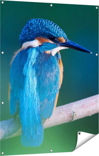 Gards Tuinposter Blauwe IJsvogel op een Tak - 90x120 cm - Tuindoek - Tuindecoratie - Wanddecoratie buiten - Tuinschilderij