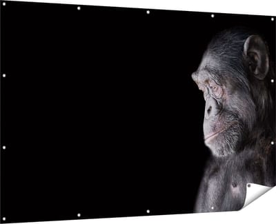 Gards Tuinposter Chimpansee Aap op Zwart Achtergrond - 180x120 cm - Tuindoek - Tuindecoratie - Wanddecoratie buiten - Tuinschilderij
