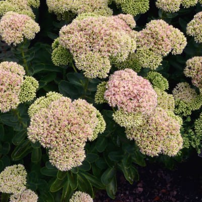 Hemelsleutel (Sedum Herbstfreude) - Roze muurpeper Herbstfreude - Sedum spectabile - Vaste planten - Bijen-Vlinders - Snijbloemen