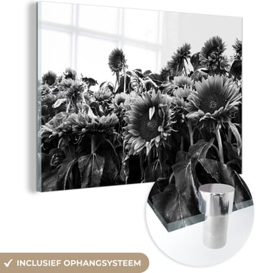 MuchoWow® Glasschilderij 60x40 cm - Schilderij acrylglas - Zonnebloemen in Nederland zwart-wit - Foto op glas - Schilderijen