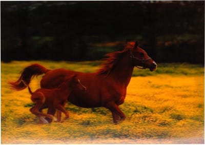 S.Y.W Poster - Paarden - Multicolor