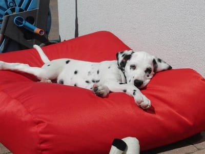 Dog's Companion Hondenkussen / Hondenbed - S - 70 x 50 cm - Rood Water- en Vuilafstotende Coating - Waterafstotend