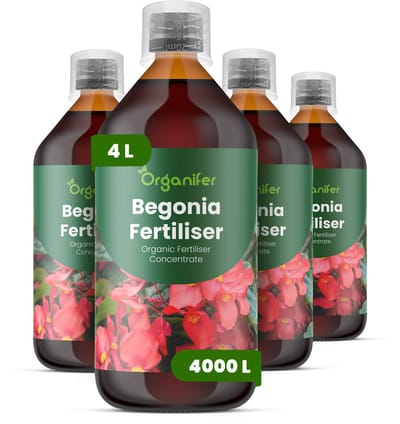 Vloeibare Meststof Voor Begonia 4X1 L Voor 4000 L - Npk 2-1-8 - Krachtige Groei - Weelderig Blad - Levendige Bloemen - Sterke Wortelontwikkeling - Bladkleur - Plantvitaliteit - Zachte Nutriëntenopname - Organifer