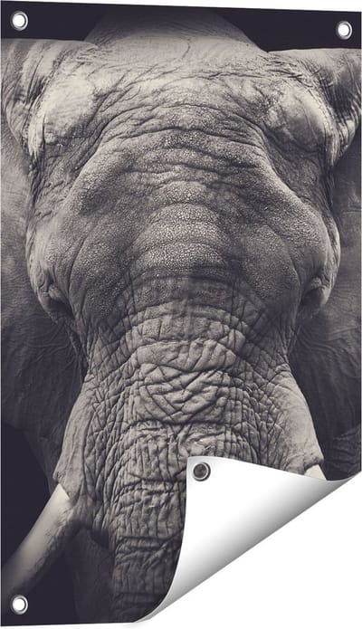 Gards Tuinposter Olifantenkop - Olifant - Zwart Wit - 40x60 cm - Tuindoek - Tuindecoratie - Wanddecoratie buiten - Tuinschilderij