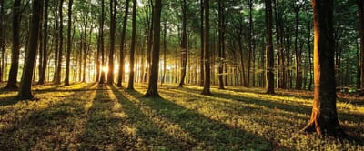 Forest Trees Beam Light Nature Photo Wallcovering