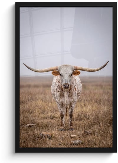 Poster in lijst - Fotolijst 40x60 cm - Posters - Longhorn - Grasveld - Dier - Posterlijst zwart - Decoratie - Wanddecoratie woonkamer - Muurdecoratie slaapkamer