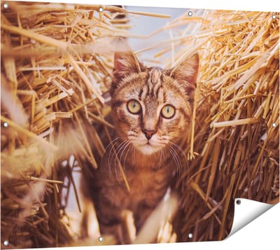 Gards Tuinposter Kat tussen de Stro Balen - 120x90 cm - Tuindoek - Tuindecoratie - Wanddecoratie buiten - Tuinschilderij