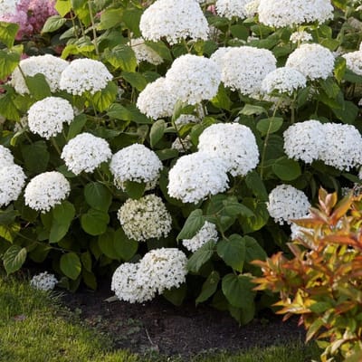 12 x Hortensia Strong Annabelle Wit - Bolhortensia Winterhard - Hydrangea 'Incrediball' in C3(liter) pot met hoogte 10-40cm