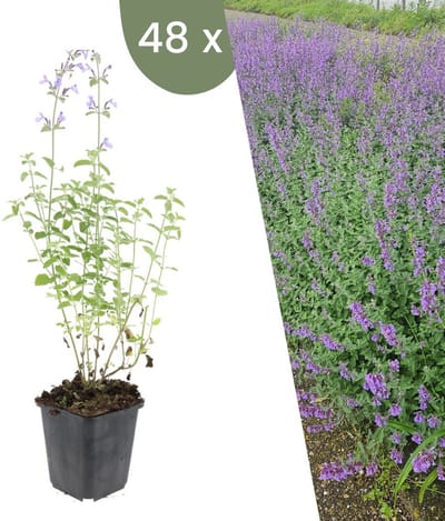 Plants by Frank | 48 kattenkruid planten | Nepeta 'Walker's Low' | Winterharde bodembedekker planten | tuinplanten | Winterharde vaste planten meerjarig | Winterharde tuinplanten