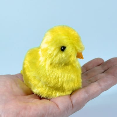 Piepend kuiken