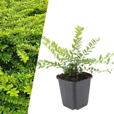 Struikkamperfoelie planten - Bodembedekker Haagplant - Tuin verfraaien - Winterhard en onderhoudsarm - 24 stuks - Groen